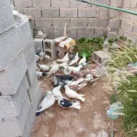 کبوتر|پرنده|حاجی آباد, |دیوار