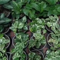 گلهای اپارتمانی