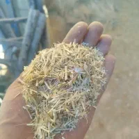 *تخمه دامی کاه سفید و سبز در حد المپیک*