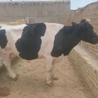گاو|حیوانات مزرعه|شیرینسو, |دیوار