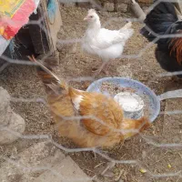 فروش دوعدد خروس لکی و دوعدد مرغ و خروس ابریشمی