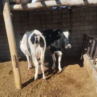 گاو شکم اول با گوساله ماده خلوص بالا