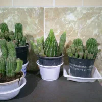 گل فیکوس|گل و گیاه طبیعی|تربت‌حیدریه, بهشت عسکری|دیوار