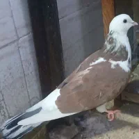 کفتر نره شازده گلی دم سرور