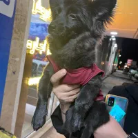 سگ پامرین گرگی کاملا سلام و واکسینه شده|سگ|شهریار, شهرک شاهد|دیوار