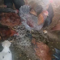 خروس محلی