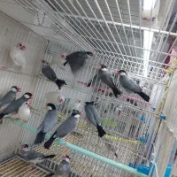 پرنده دستی سخنگو|پرنده|شیراز, شهرک پرواز|دیوار