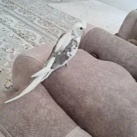 جفت عروس هلندی