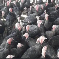 مرغ و خروس کاکلی پاپر و بوقلمون برنز|حیوانات مزرعه|سیرجان, |دیوار