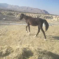 اسب|اسب و تجهیزات اسب‌سواری|سروستان, |دیوار