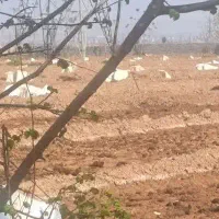 500-متر-زمین-کشاورزی