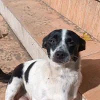 سگ،نژاد شیواوا|سگ|رودسر, |دیوار