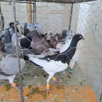 کبوتر ی بوم|پرنده|دشتابی, |دیوار