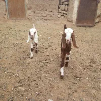 بز جملی