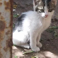 واگذاری گربه