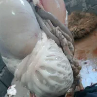 قصاب سیار|خوردنی و آشامیدنی|بهبهان, |دیوار