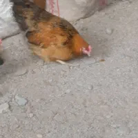 مرغ تخم گذار|حیوانات مزرعه|آبپخش, |دیوار