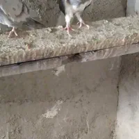 کفتر