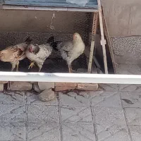4 عدد جوجه خروس