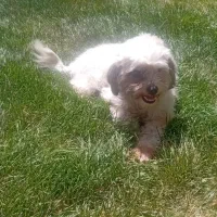 سگ شیتزو تریر|سگ|مشهد, وکیل‌آباد|دیوار