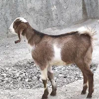 کهره نر ماده دورگ|حیوانات مزرعه|خورموج, |دیوار