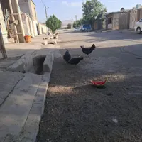 مرغ وخروس لهستانی|حیوانات مزرعه|صحنه, |دیوار