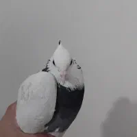 کبوتر طوقی|پرنده|گتوند, |دیوار