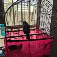 فروش پرنده سخنگو مرغ مینا