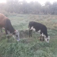 گاو مال داری|حیوانات مزرعه|پشتکوه (سیستان و بلوچستان), |دیوار