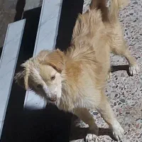 اشپیتز پامر|سگ|بندرعباس, |دیوار