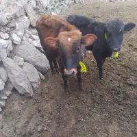 ۵عدد گوساله نربه صورت نقدی میباشد