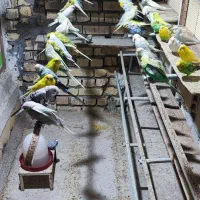 مرغ عشق|پرنده|کاشان, باغ ماجد|دیوار