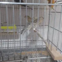 قناری رسمی