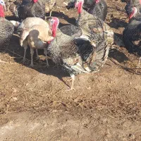 بقلمون محلی|حیوانات مزرعه|شوط, |دیوار