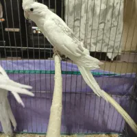 عروس هلندی معاوضه می‌کنم با جفت لوتینو رو جوجه|پرنده|کرمان, |دیوار