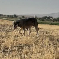 ماده پژدرکورد