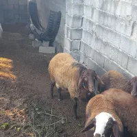 نرتخمی قره قزل افشاری درجه یک وسیاه ابستن|حیوانات مزرعه|بهشهر, |دیوار