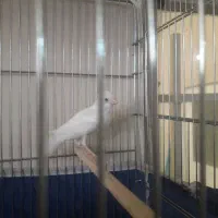 قناری نر سفید جوان سه دانگ|پرنده|کرمانشاه, |دیوار