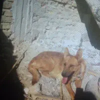 ماده ژرمن اصیل|سگ|کرمان, |دیوار