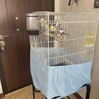 یک جفت عروس هلندی با قفس و پایه قفس