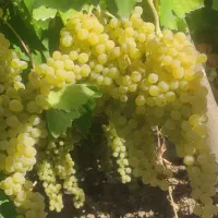 باغ انگور تفریحی  کریک بیاره سیسخت