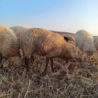 شیشک زاییده وآبستن|حیوانات مزرعه|مرادلو, |دیوار