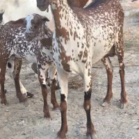 بز نقشی هیکلی قد بلند بز آبستن