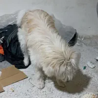 سگ چاعو چاعو|سگ|ورامین, خیر آباد|دیوار