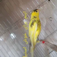 قناری سهره|پرنده|ساوه, |دیوار
