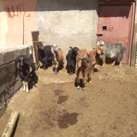 ۷عدد بز|حیوانات مزرعه|خاوه, |دیوار