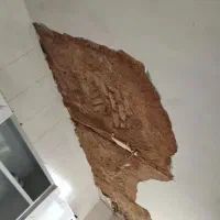 لکه گیری گچکاری و کارکلی گچکاری در کل مشهد