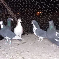 ۵ عدد کبوتر|پرنده|رفسنجان, |دیوار