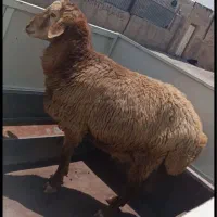 گوسفند سهند سنگسر