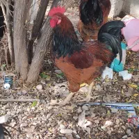 معاوضه با مرغ|حیوانات مزرعه|آزادشهر, |دیوار